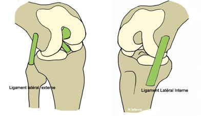 ligament croisé genou