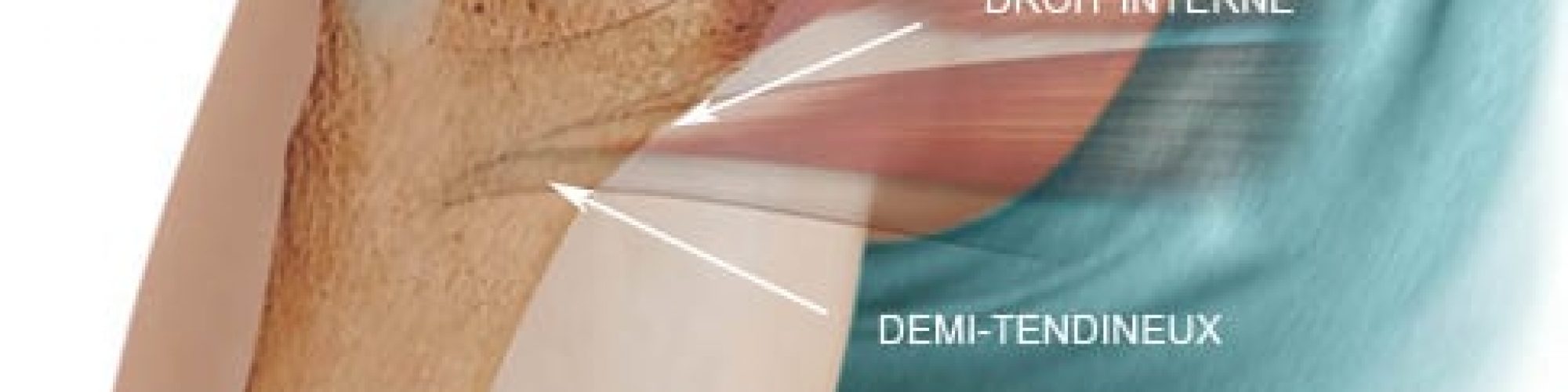 anatomie_genou_didt_TLS_ligament-_lefevre_www_chirurgiedusportcom