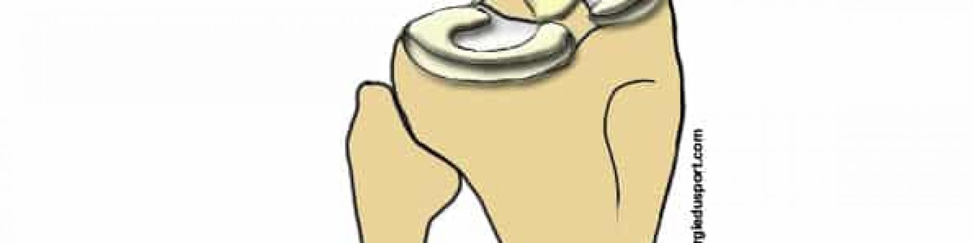 anatomie_genou_normal_lca_lcp_menisque-bis